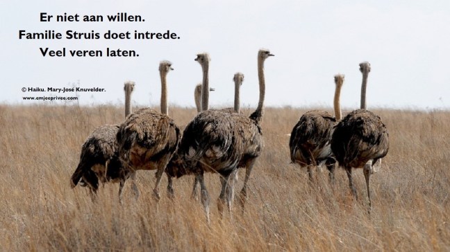 haiku er niet aan willen 18-5-18