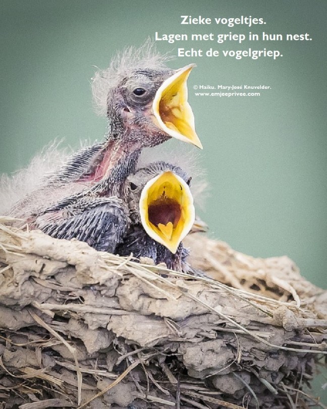 haiku vogelgriep 6-12-18